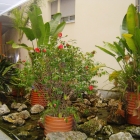 Atico de 3 habitaciones y gran terraza en Roses