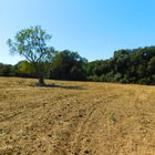 En venta casa rustica con gran terreno situada en Pals, Costa Brava