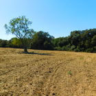 Zu verkaufen Landhaus mit großem Grundstück in Pals, Costa Brava